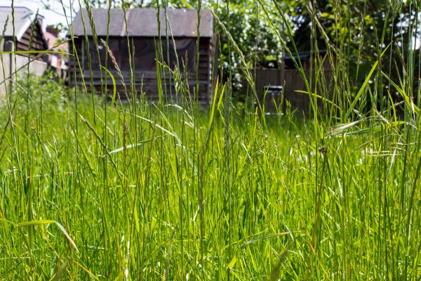 Cost of Overgrown Lawn Trimming in Lake Zurich