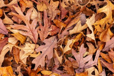 Mulched Leaves on Lawn